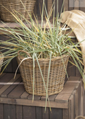 Cesta Rattan
